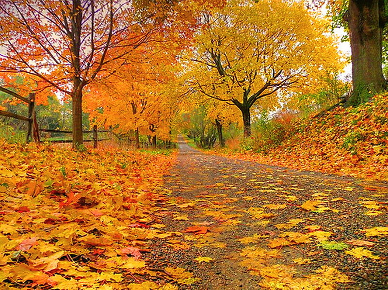 Autumn Path with Fallen Leaves — Yellow, Serene