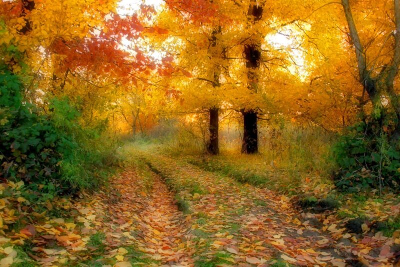 Autumn Path with Fallen Leaves — Yellow
