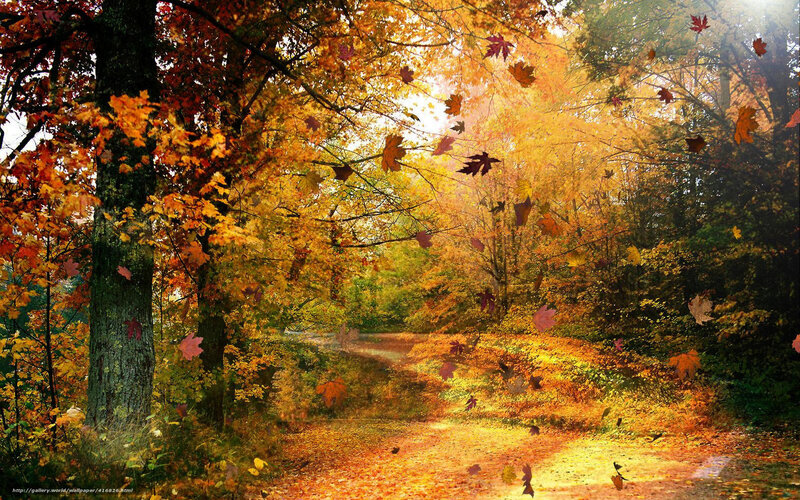 Autumn path with falling leaves