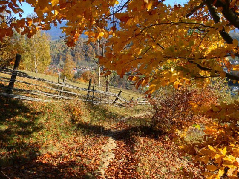 Autumn Path with Fence
