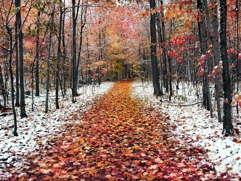 Autumn path with first snow