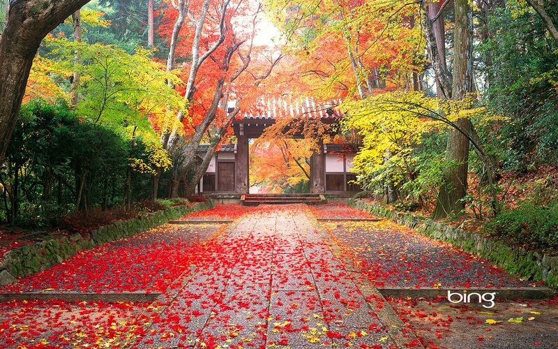 Autumn Path with Gate — Red, Serene, Photograph, Trees