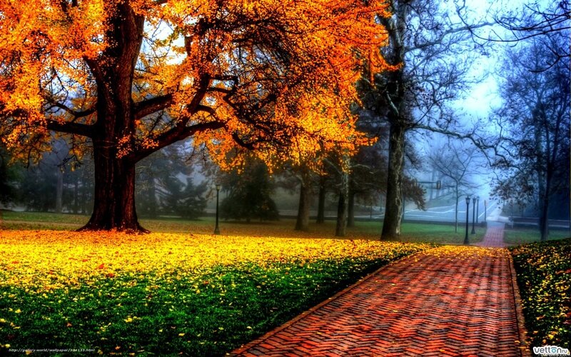 Autumn path with golden leaves