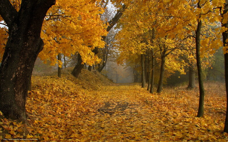 Autumn path with golden leaves