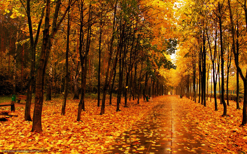 Autumn path with golden leaves