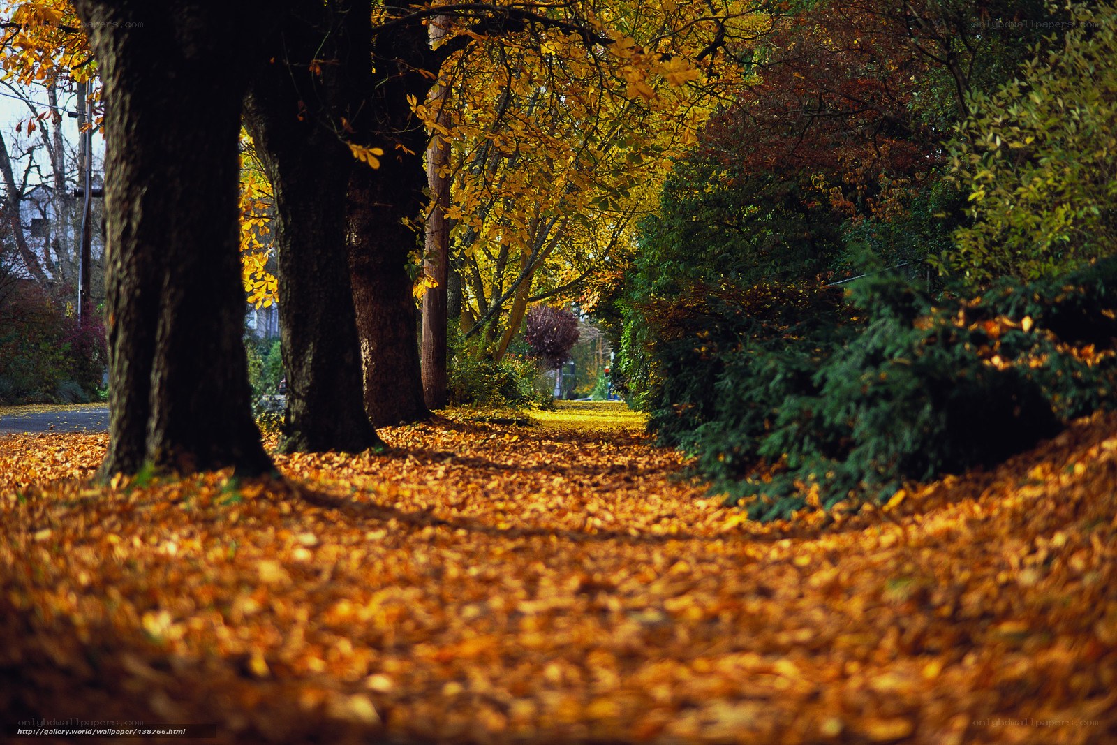 Autumn path with golden leaves