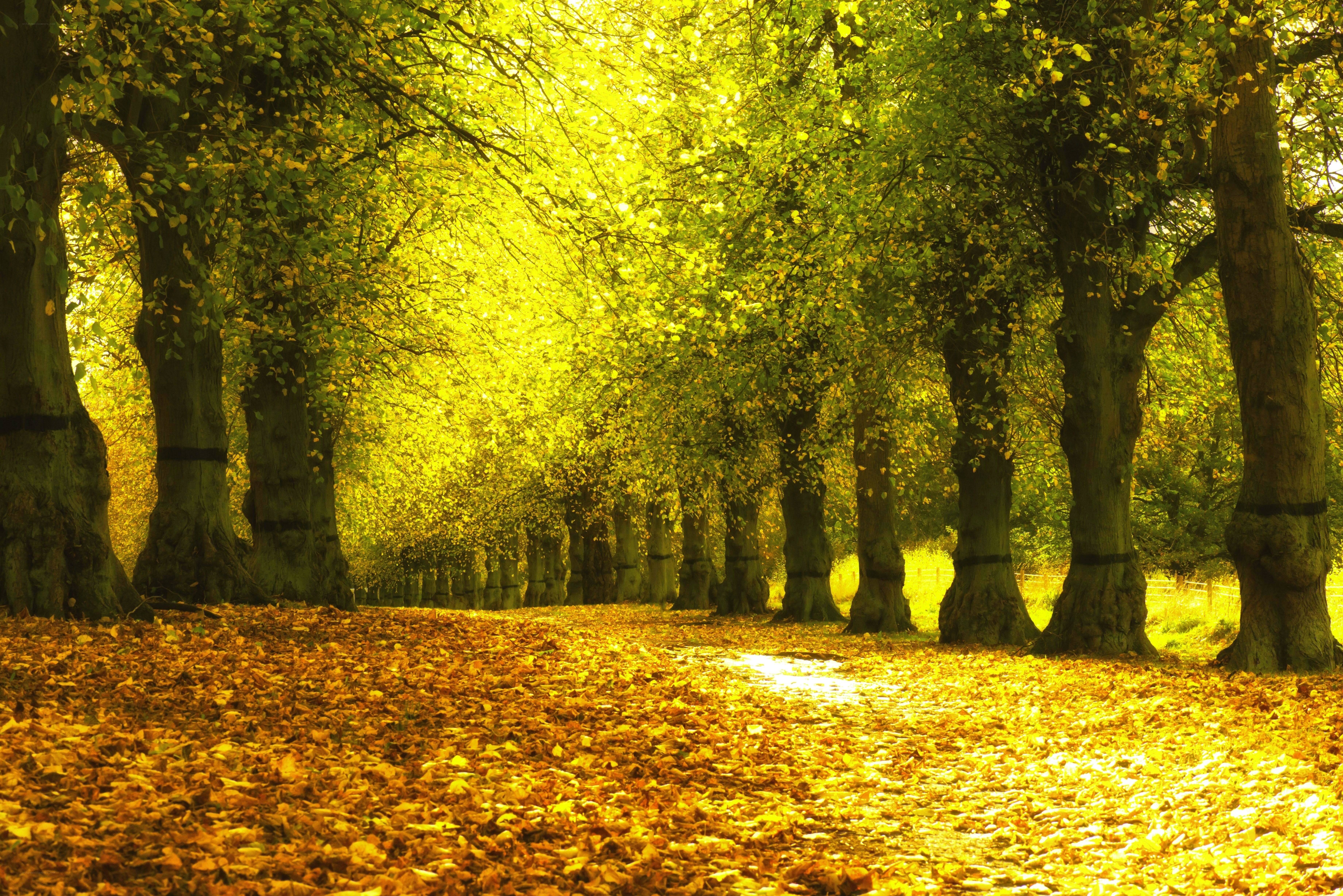 Autumn path with golden leaves