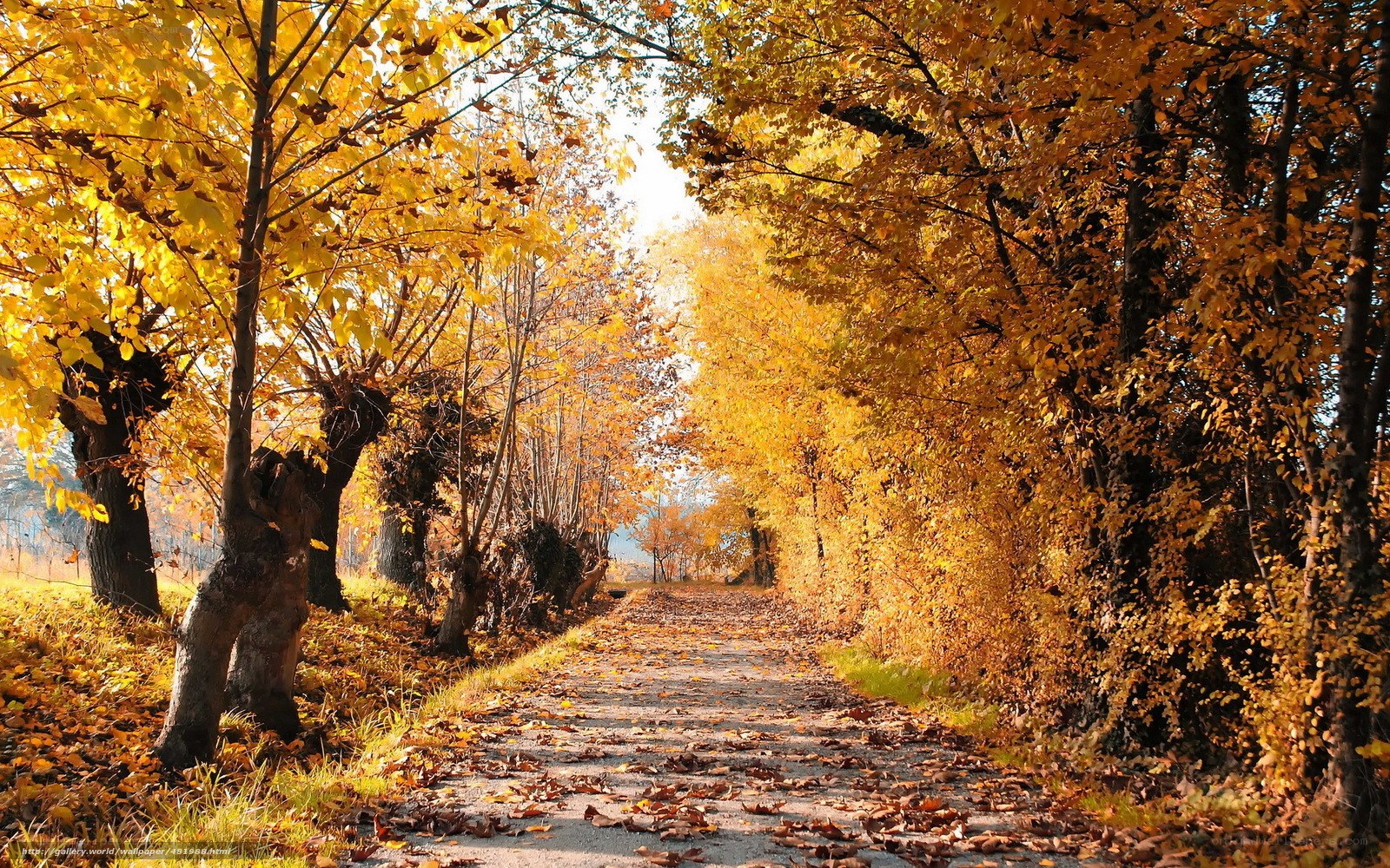 Autumn path with golden leaves