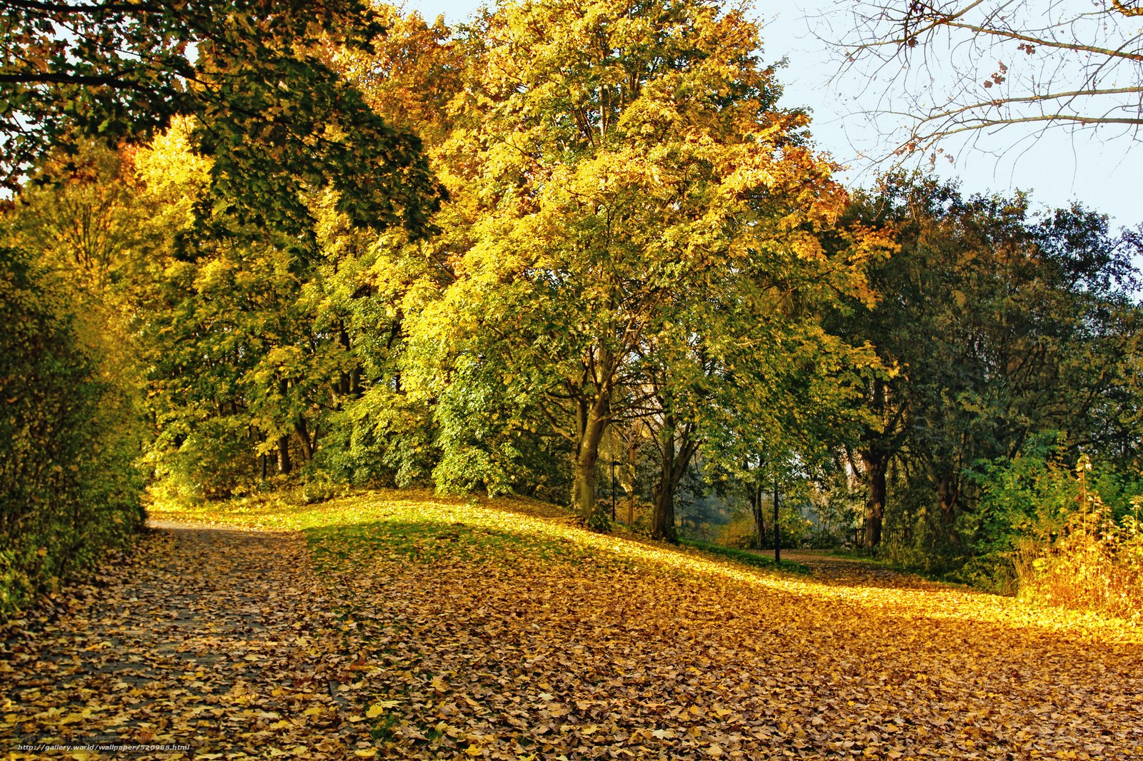 Autumn path with golden leaves
