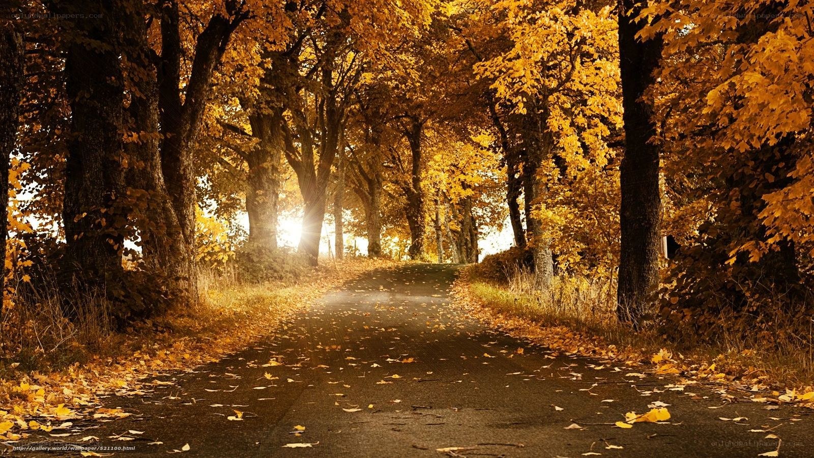 Autumn path with golden leaves