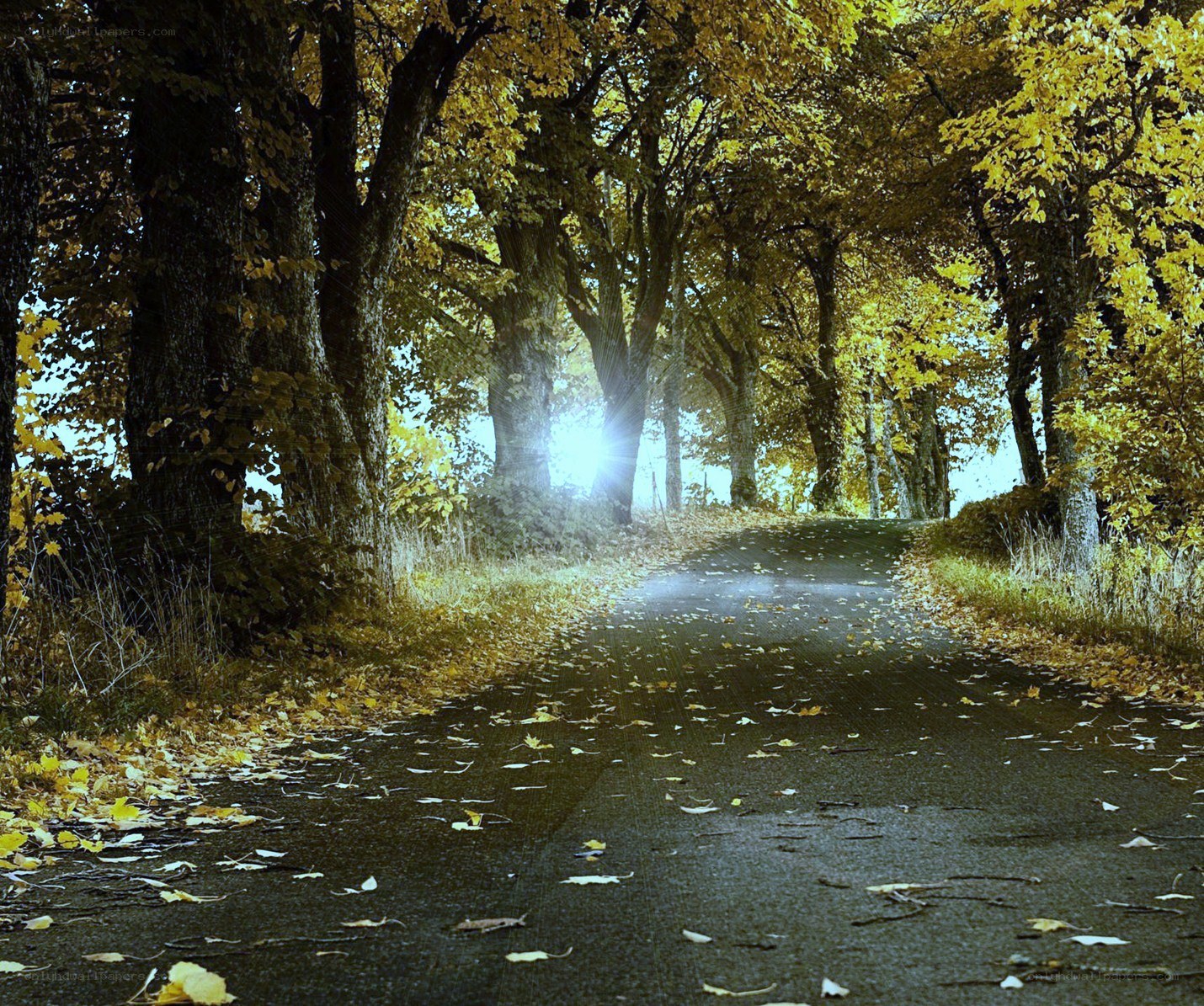 Autumn path with golden leaves