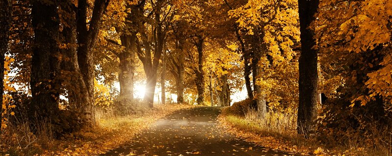 Autumn path with golden leaves