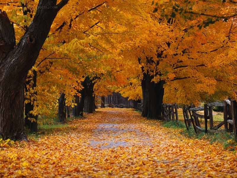 Autumn path with golden leaves