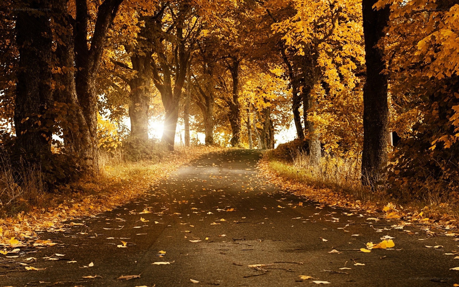 Autumn path with golden leaves