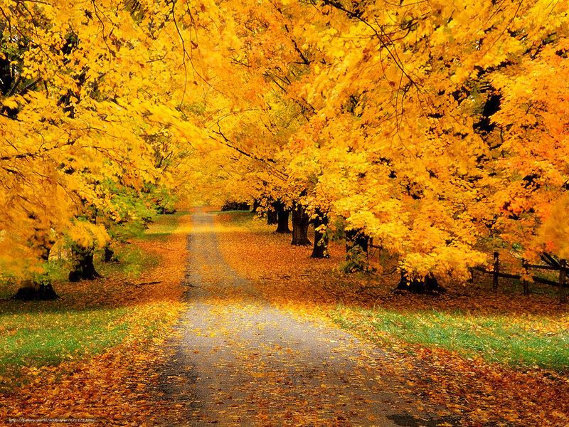Autumn path with golden leaves