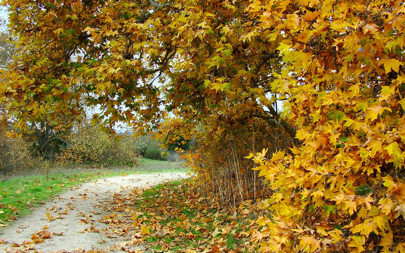 Autumn path with golden leaves