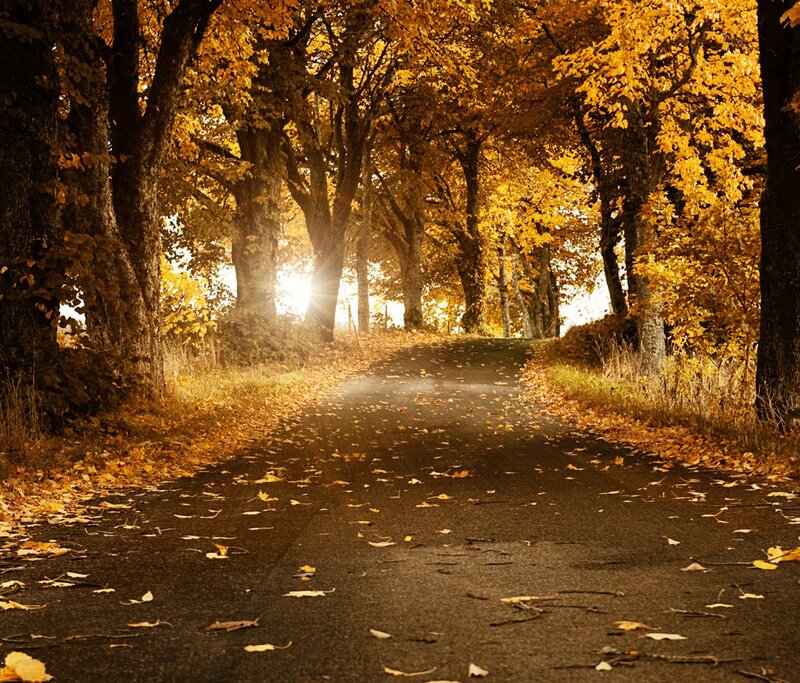 Autumn path with golden leaves