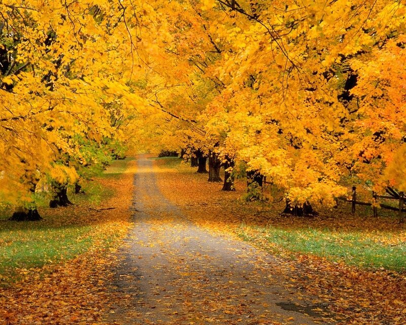 Autumn path with golden leaves
