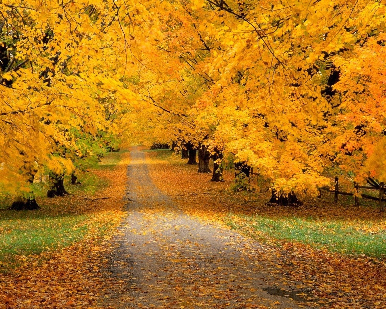 Autumn path with golden leaves