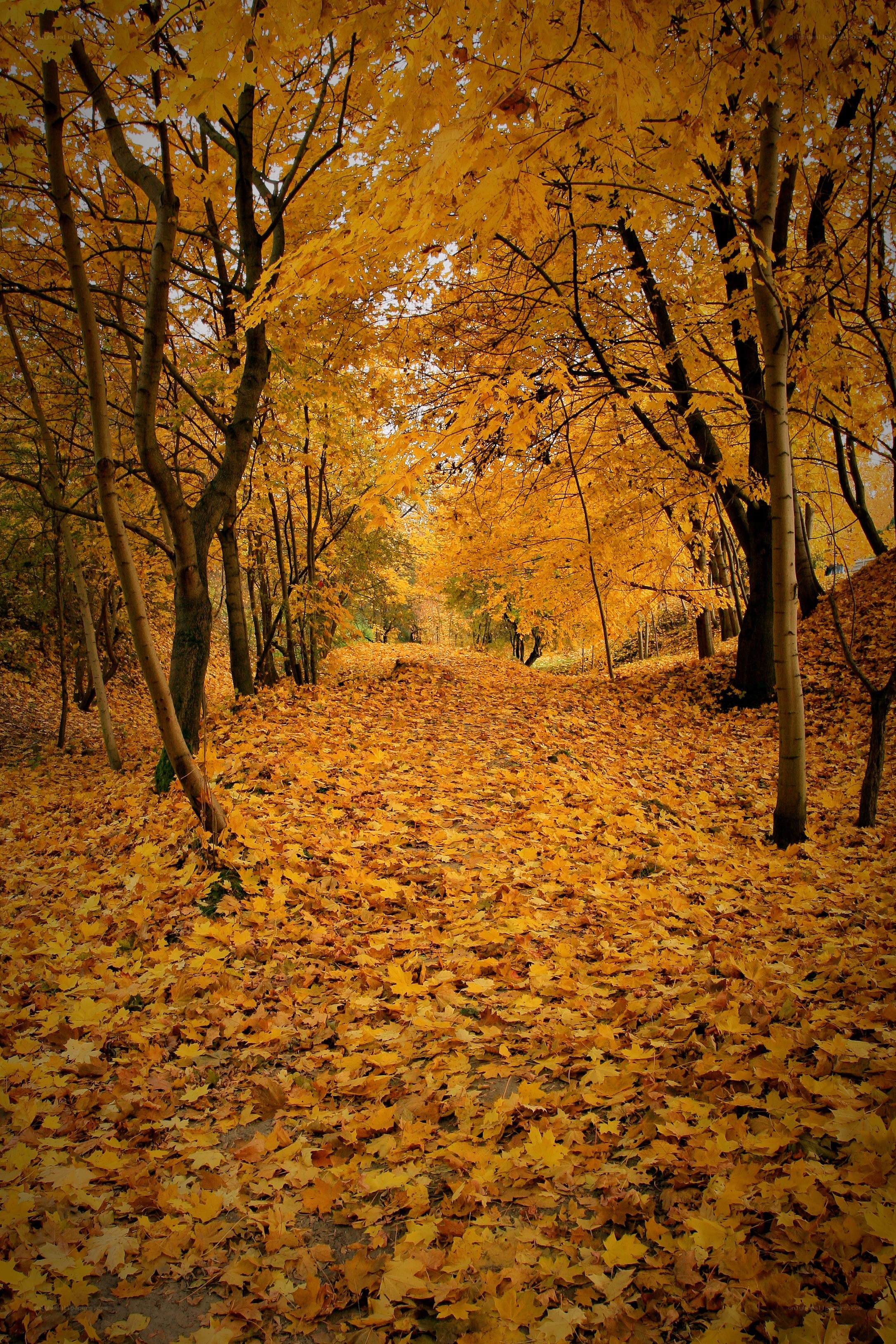 Autumn path with golden leaves