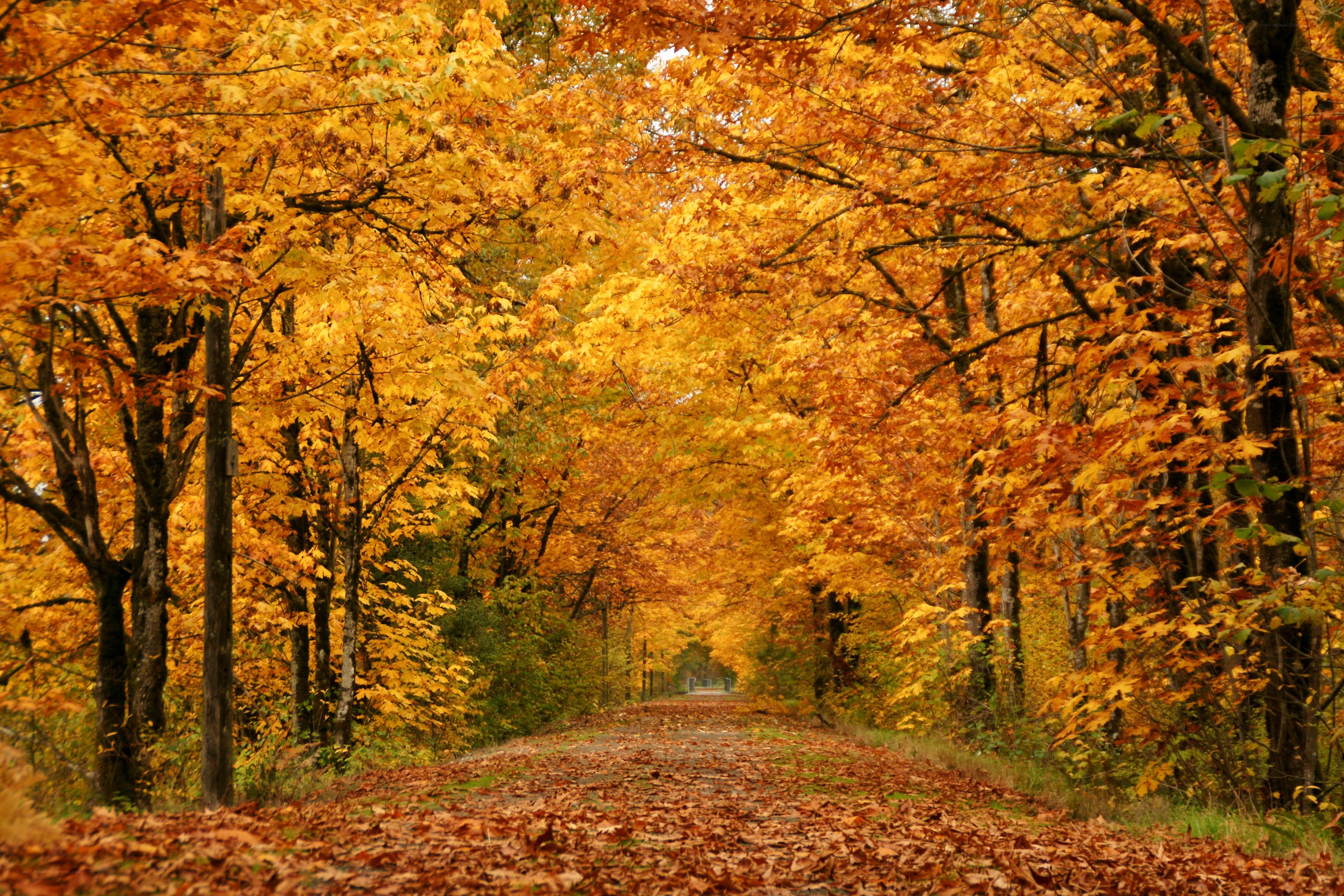 Autumn path with golden leaves