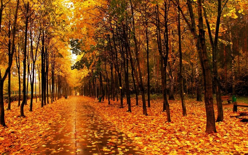 Autumn path with golden leaves