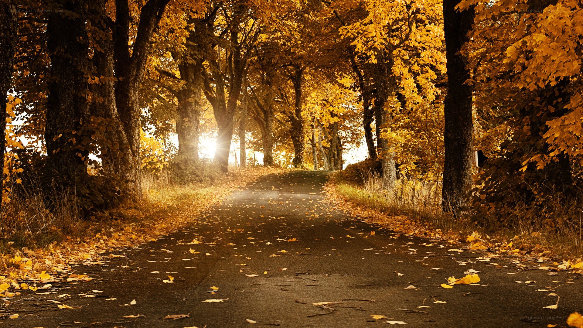 Autumn path with golden leaves