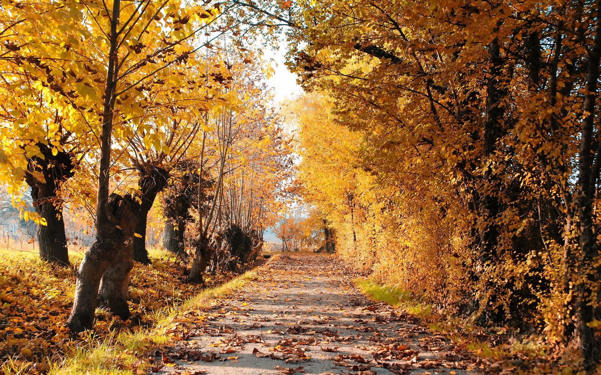 Autumn path with golden leaves