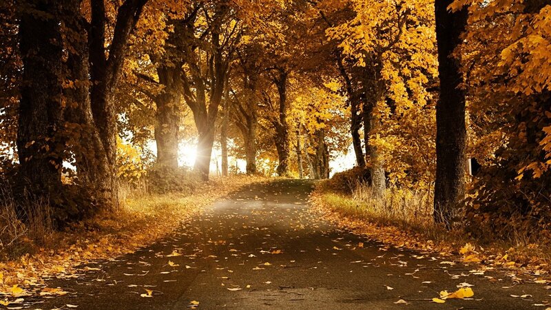 Autumn path with golden leaves