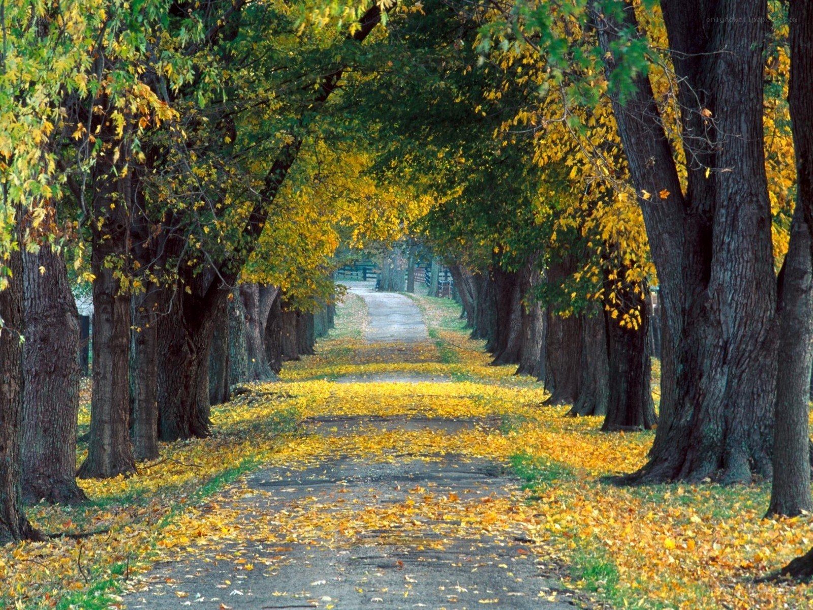 Autumn path with golden leaves