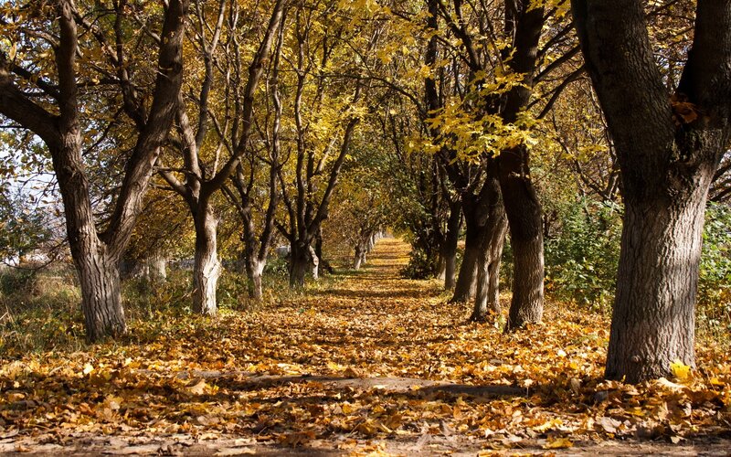 Autumn path with golden leaves