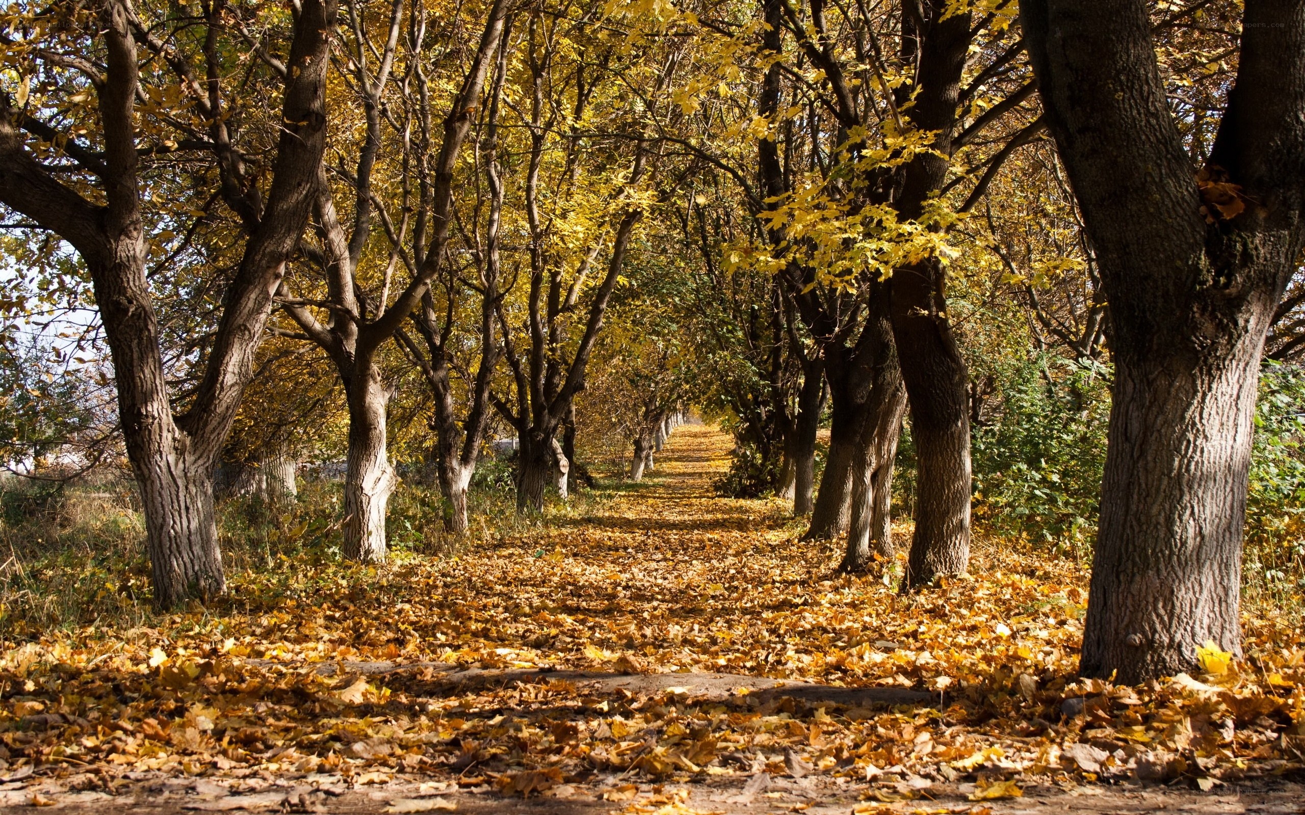 Autumn path with golden leaves