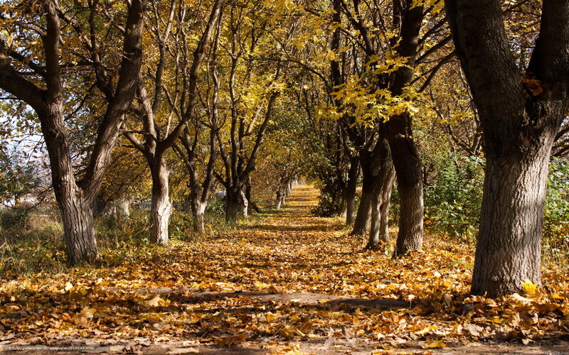 Autumn path with golden leaves