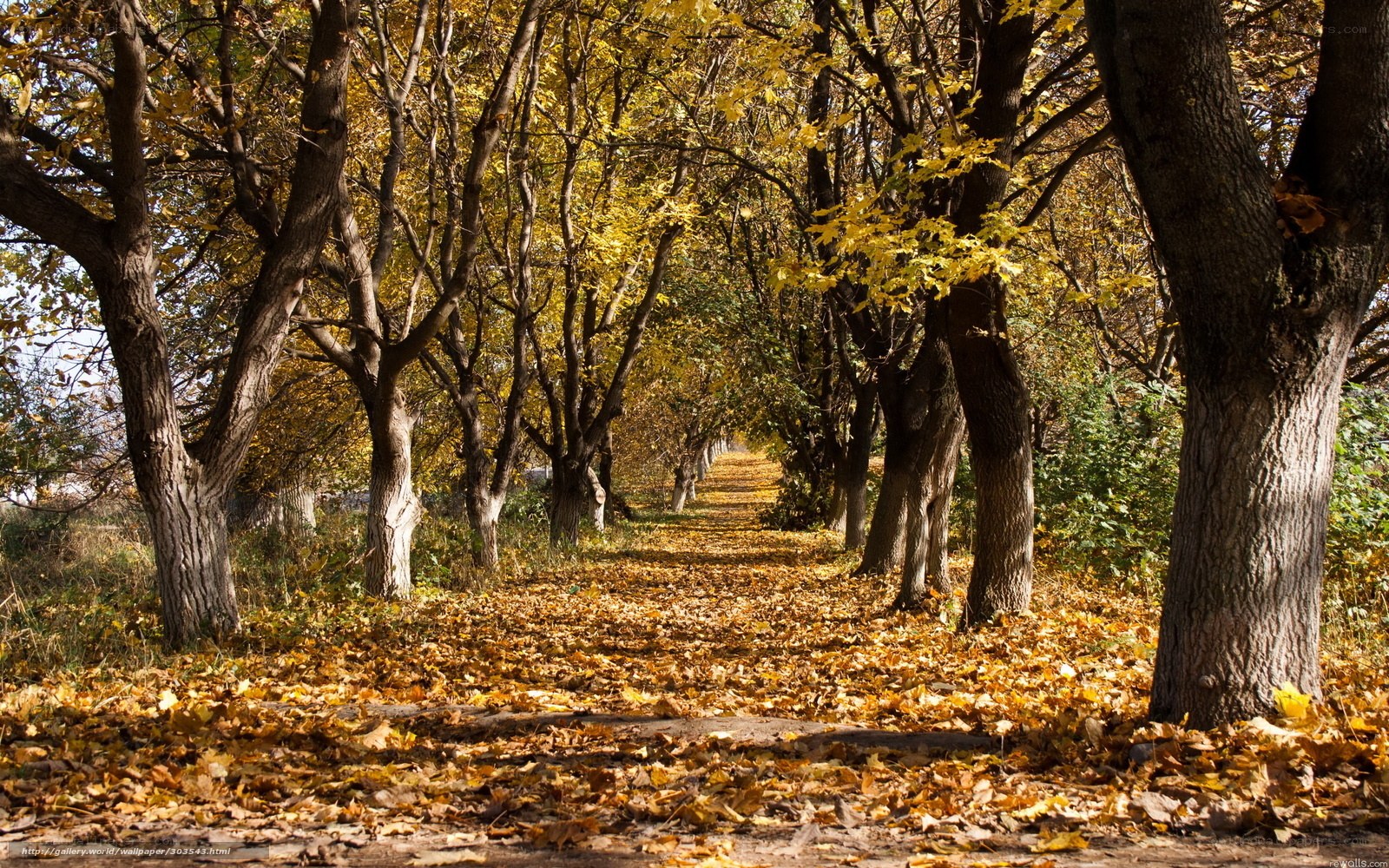 Autumn path with golden leaves
