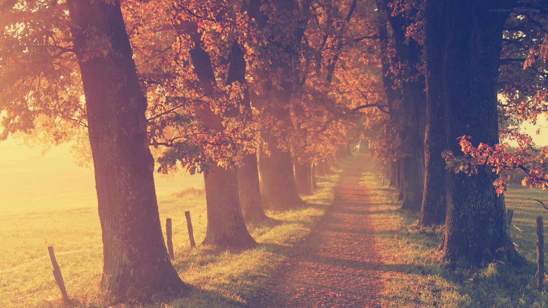 Autumn path with golden light