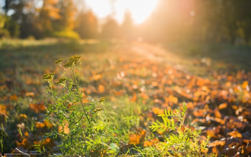 Autumn path with golden light