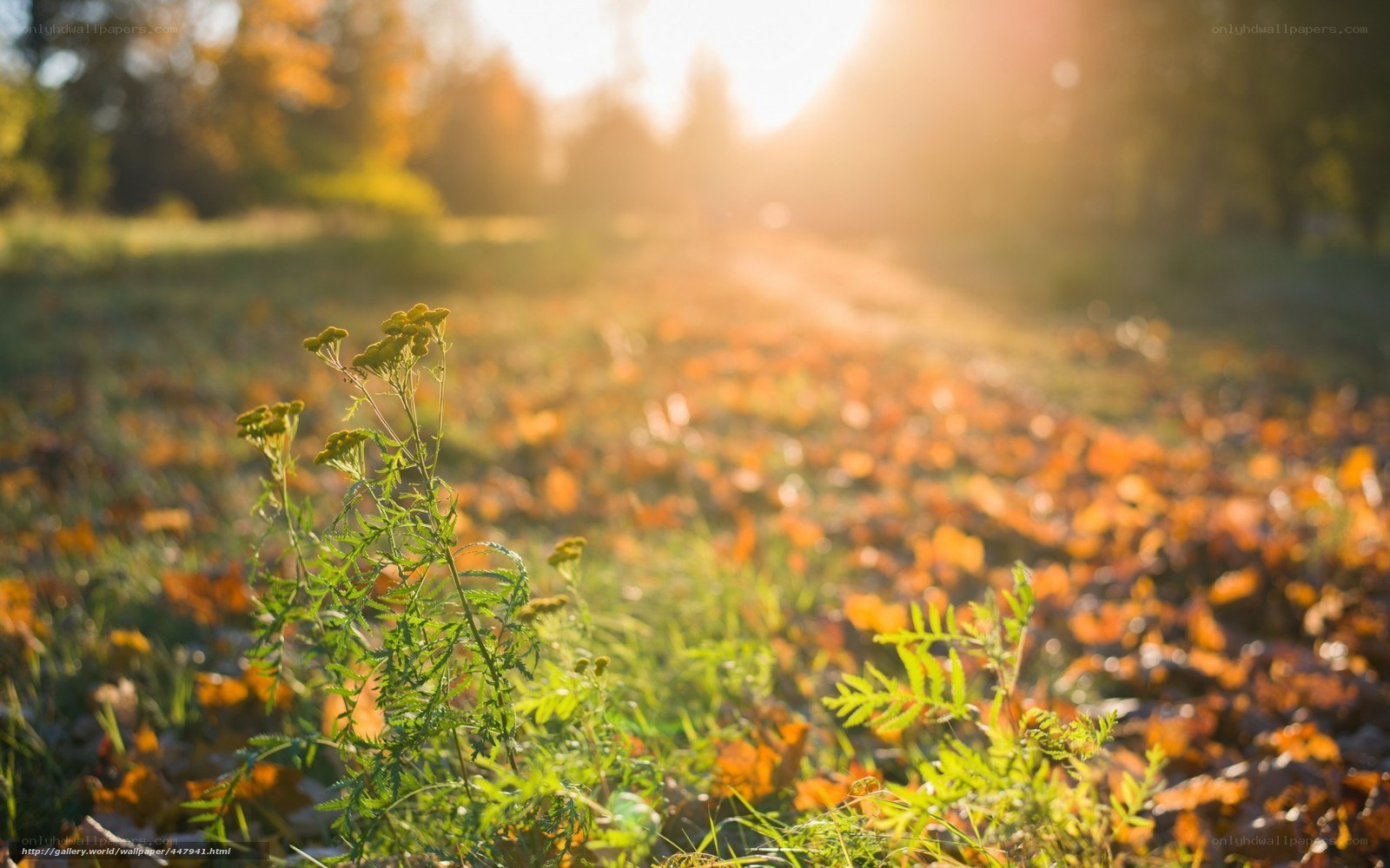 Autumn path with golden light