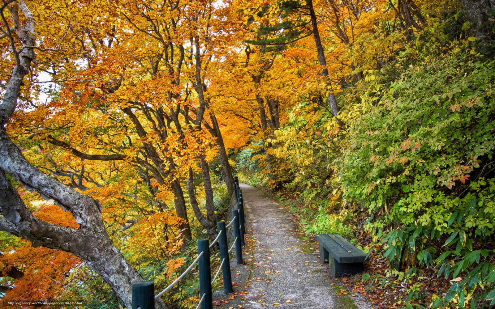 Autumn path with golden trees