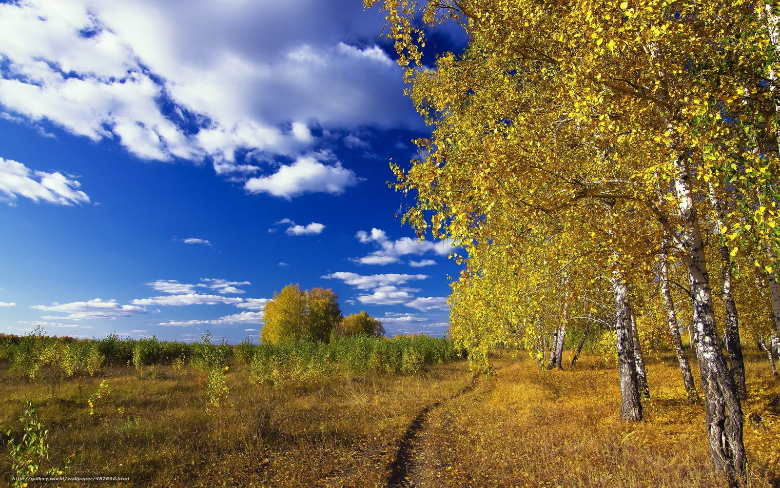 Autumn path with golden trees