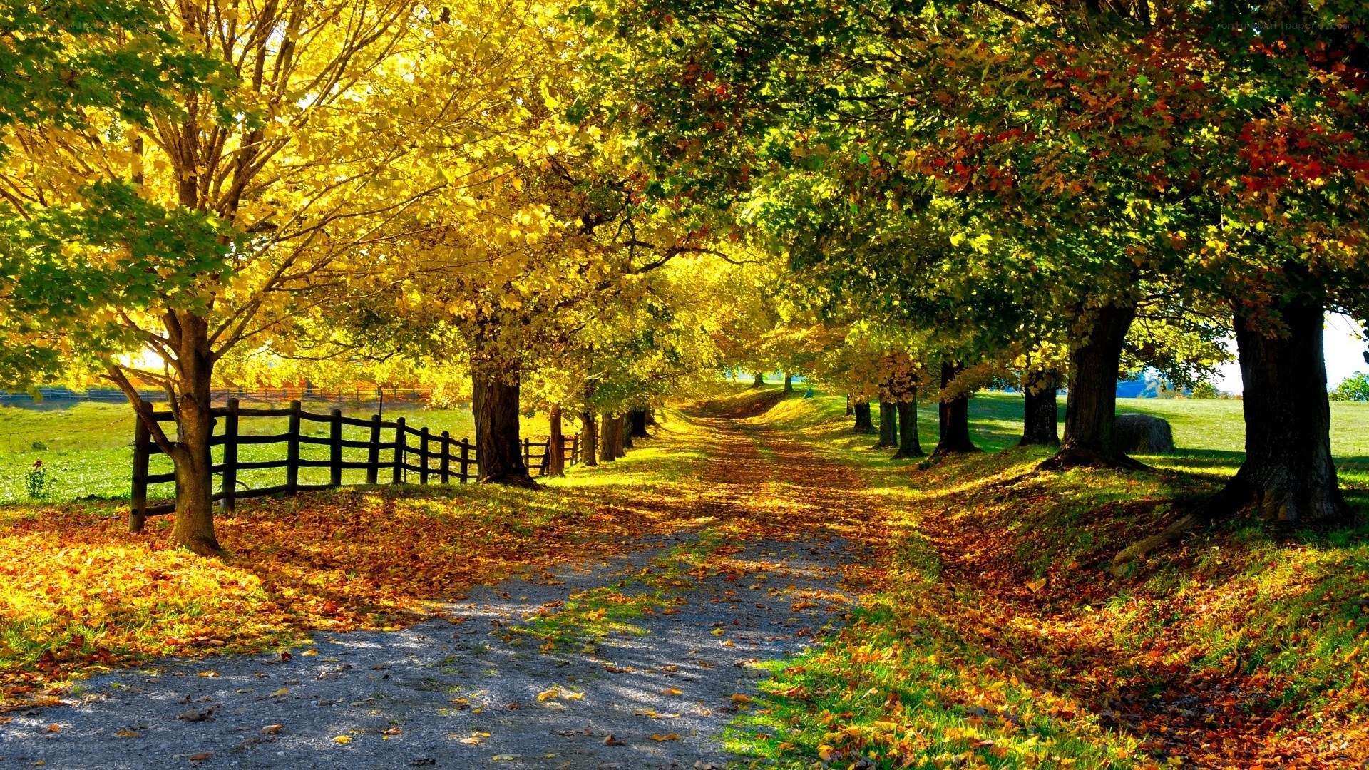 Autumn path with golden trees