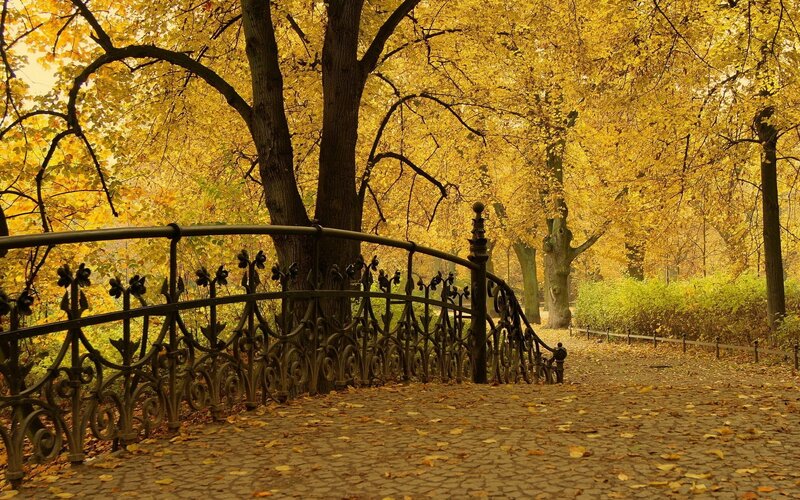 Autumn path with golden trees