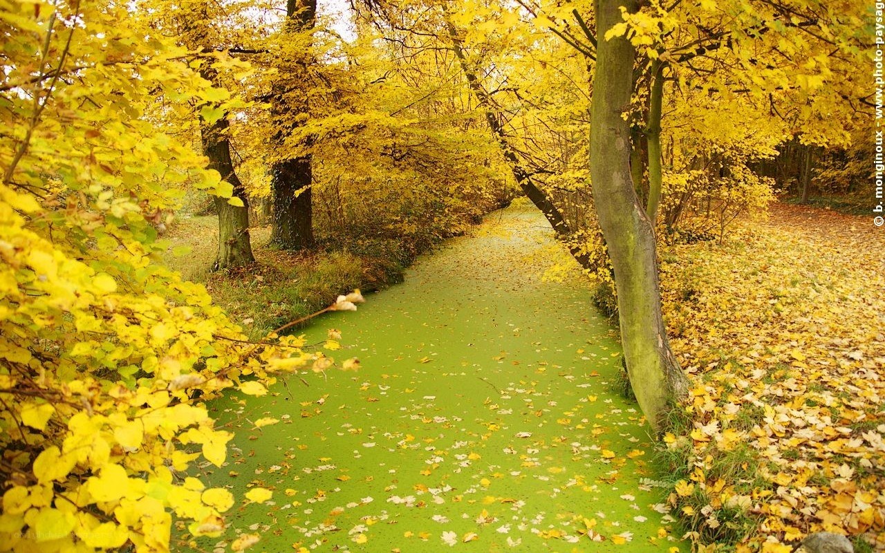 Autumn path with green water