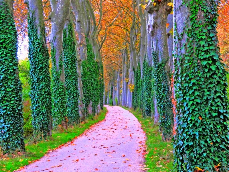 Autumn path with ivy-covered trees