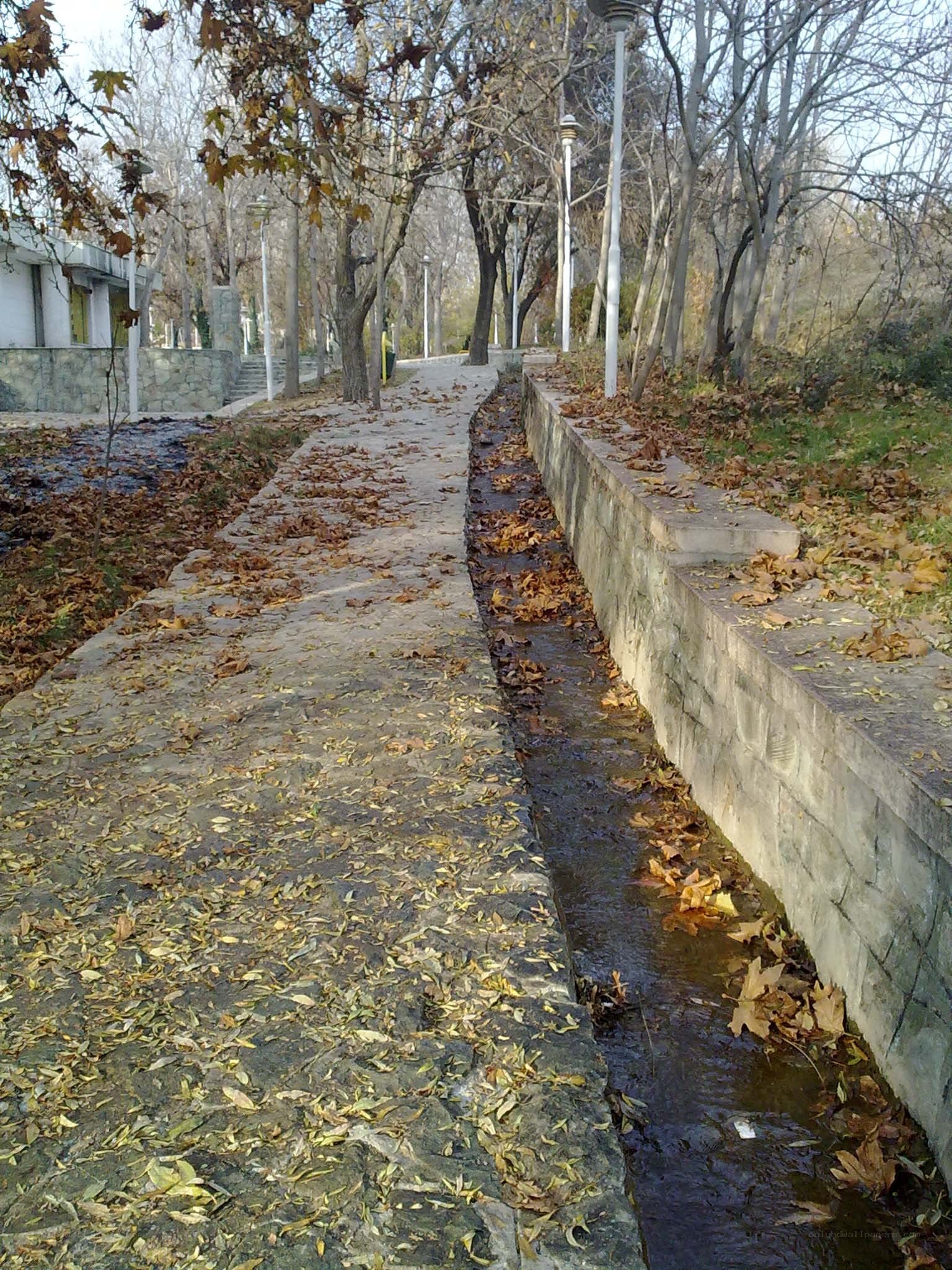 Autumn path with leaf-covered stream