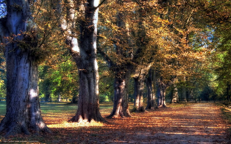 Autumn path with leaf-covered trees
