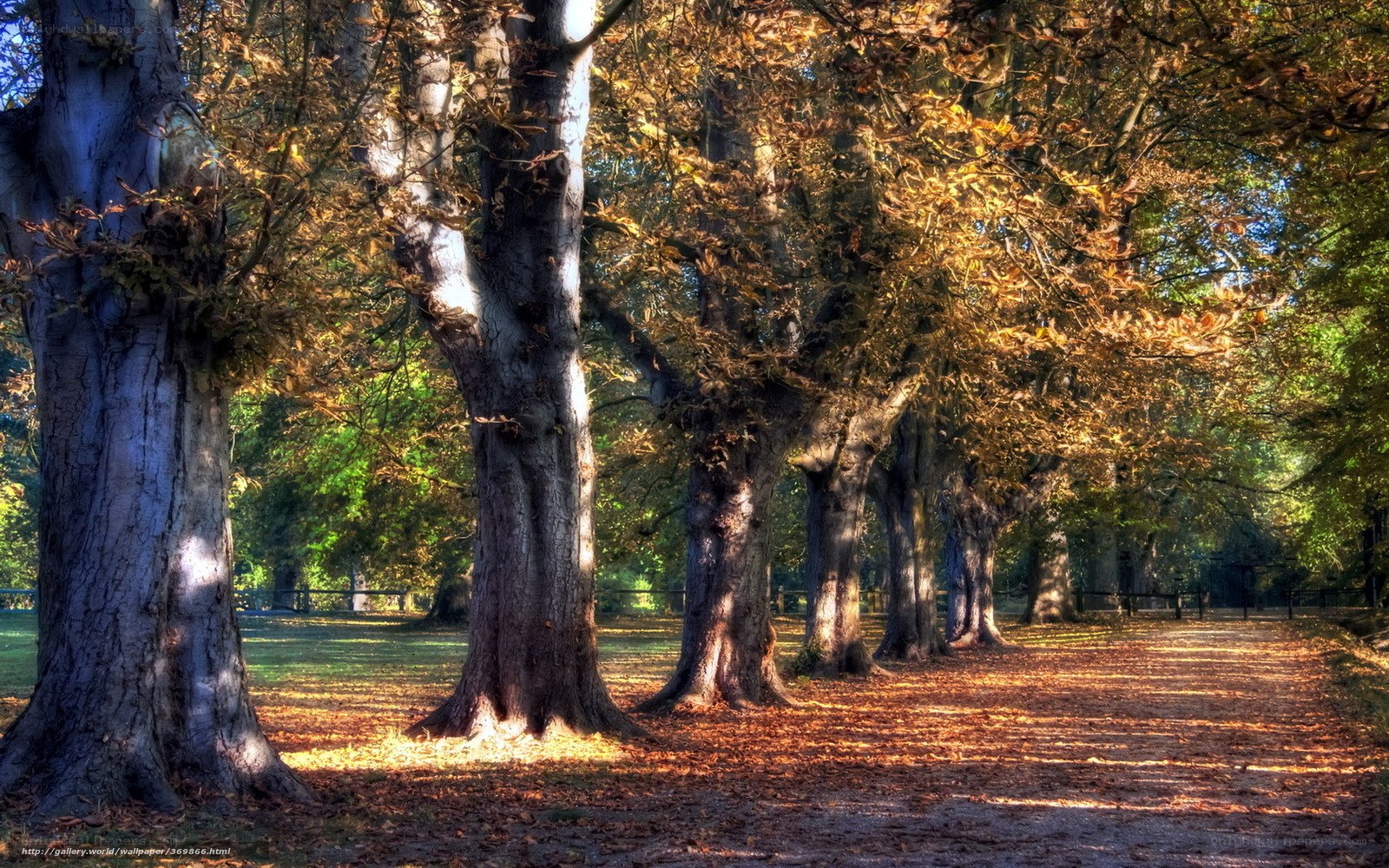 Autumn path with leaf-covered trees