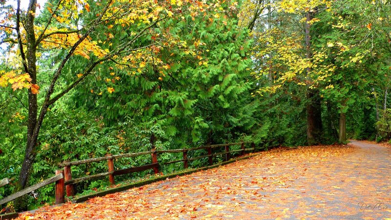 Autumn Path with Leaves — Green, Serene
