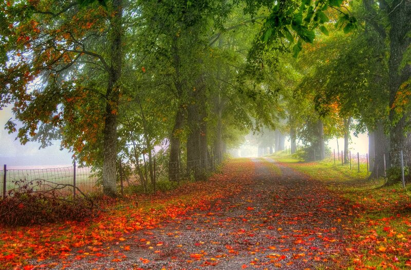 Autumn Path with Leaves — Green