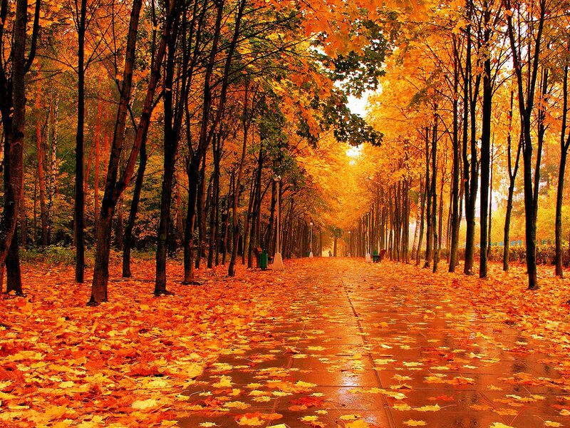 Autumn Path with Leaves — Orange, Serene, Photograph