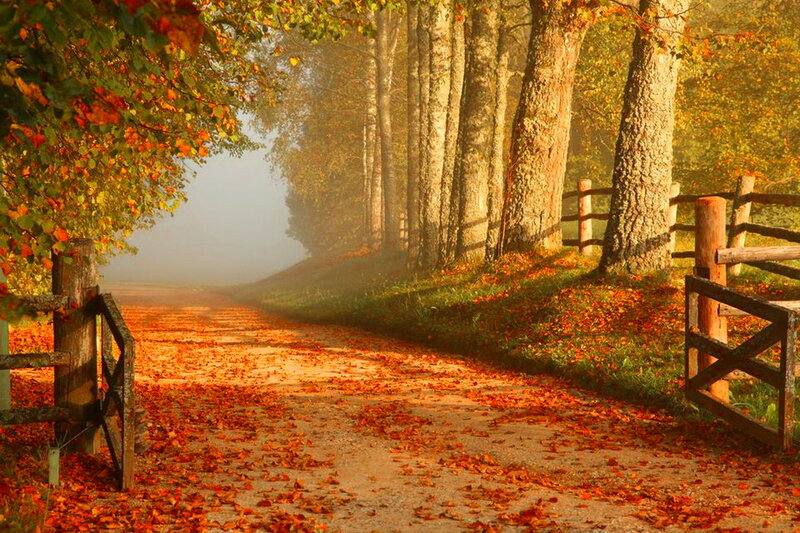 Autumn Path with Leaves — Orange, Serene, Photograph, Trees, Fence
